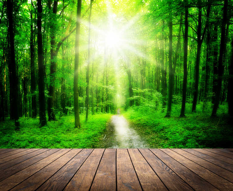 灿烂的阳光照耀着茂密的绿色森林