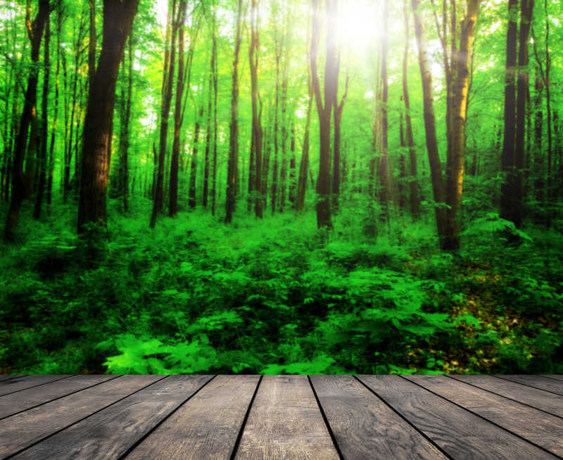 阳光照耀着绿意盎然的森林