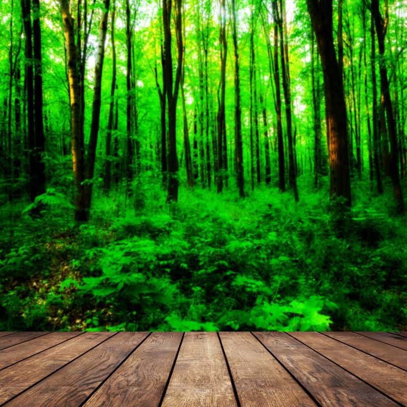 美丽绿色森林景观