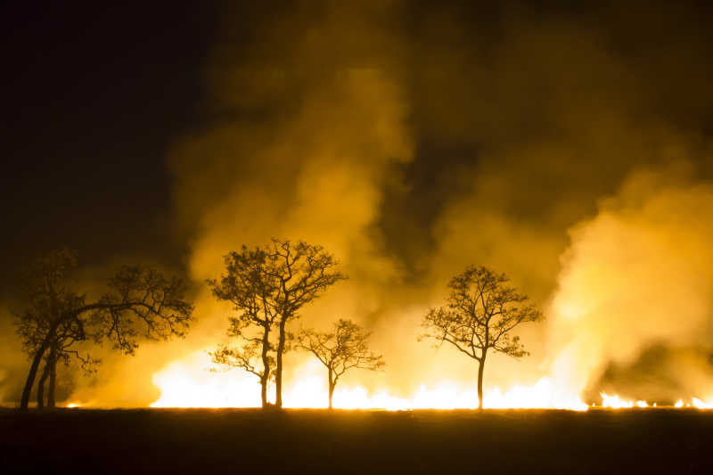 野火烧森林生态系统遭到破坏黑色毁灭