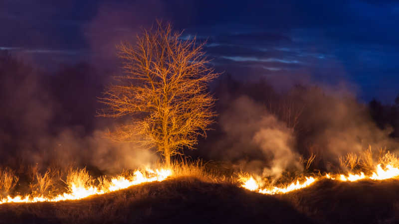 自然火灾在燃烧树木