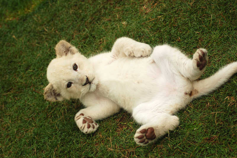 躺在草地上玩耍白色小狮子