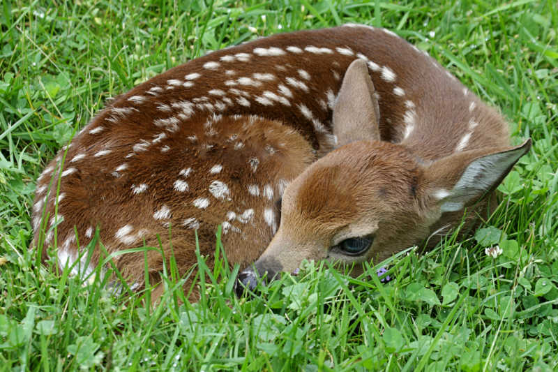 躺在草丛中白尾小鹿