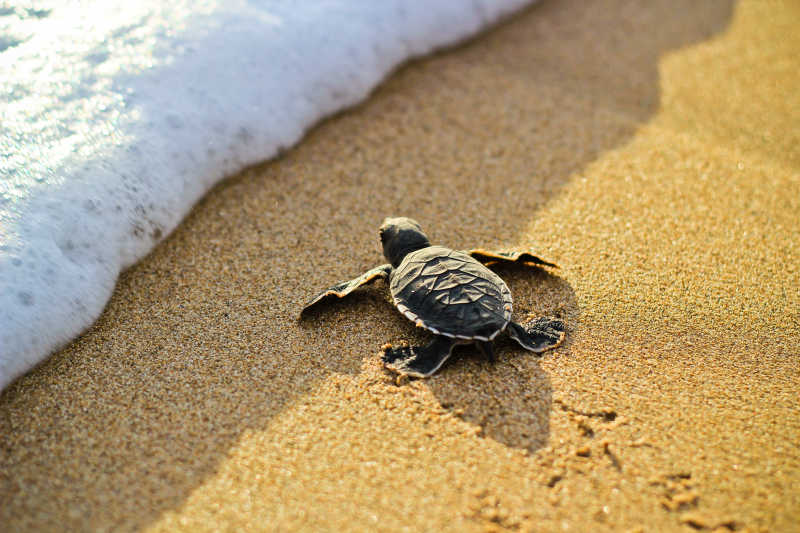 沙漠海滩上的乌龟