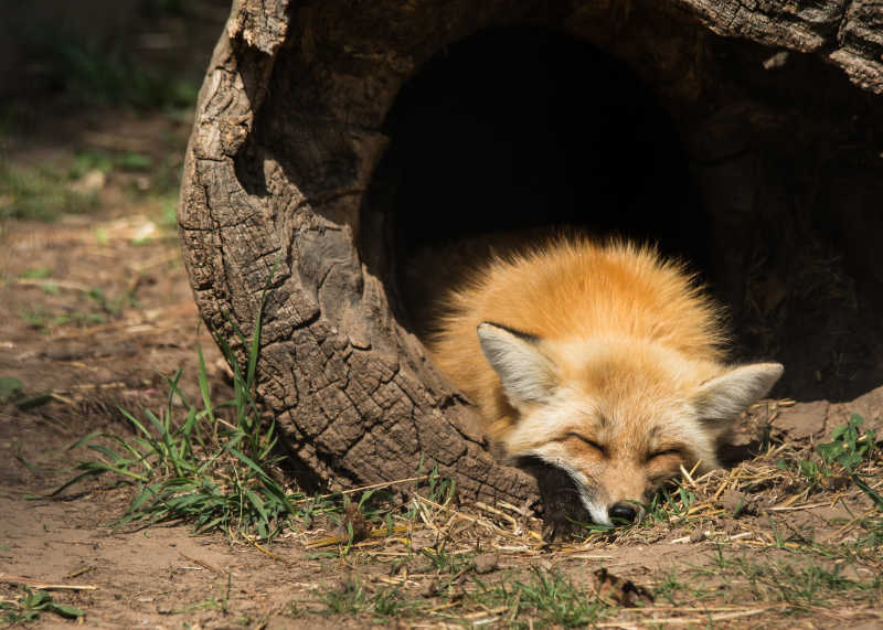 在枯木中睡觉的小狐狸