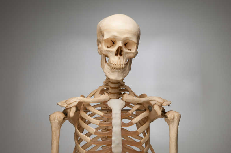人类的骨架胸部肋骨
