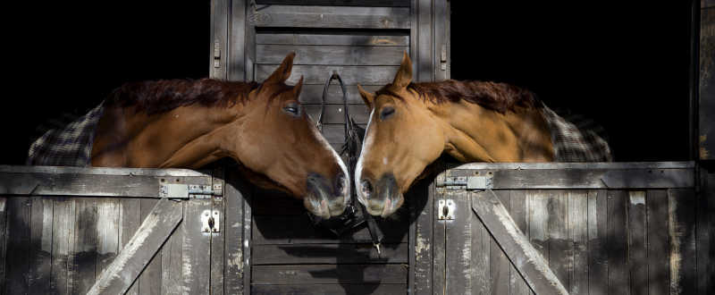 两匹马隔着栏在互相触碰头