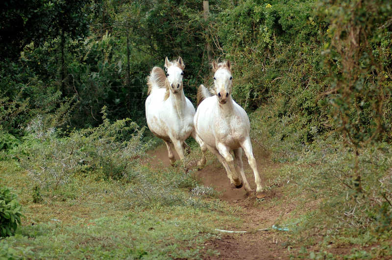 奔跑的两匹白马