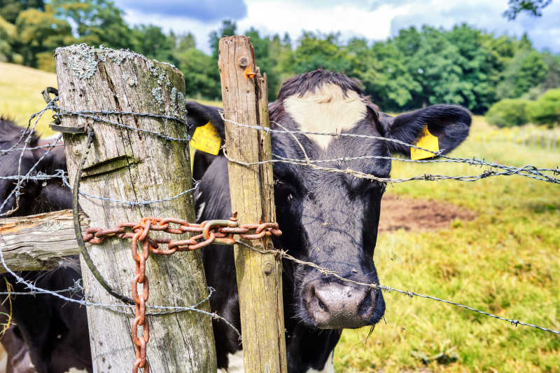 在铁栏旁边黑色的牛