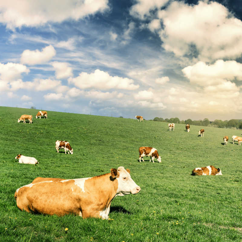 在草地上晒太阳的牛群