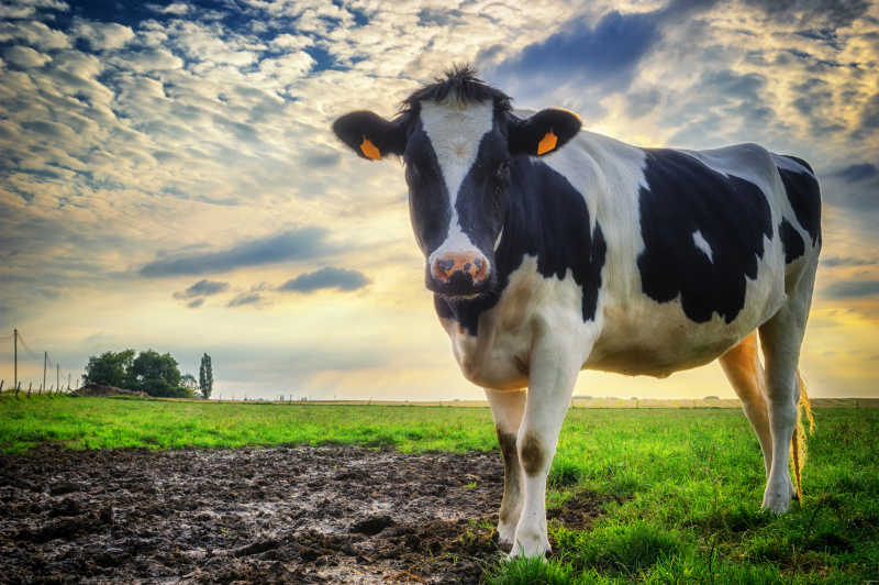 草地上的黑白相间的奶牛