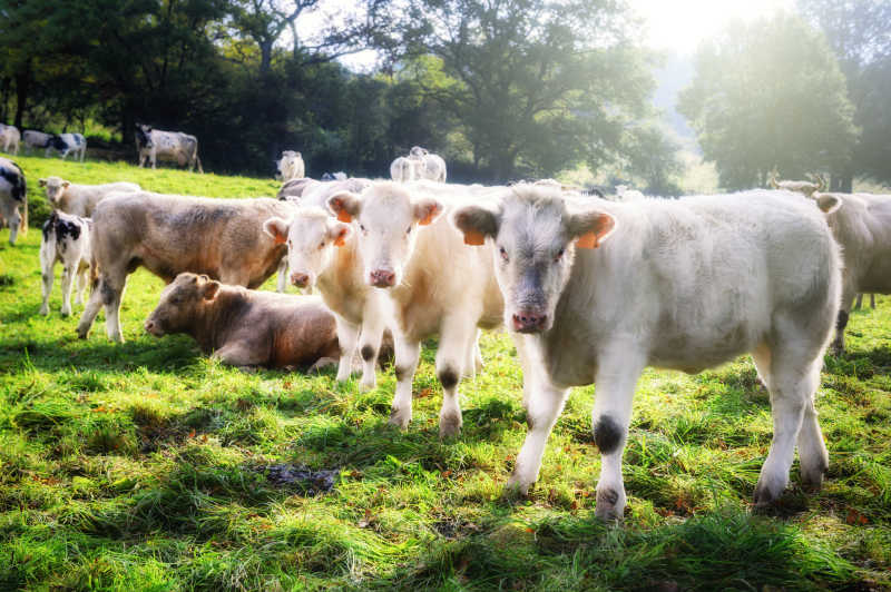 草地上晒太阳的小牛群