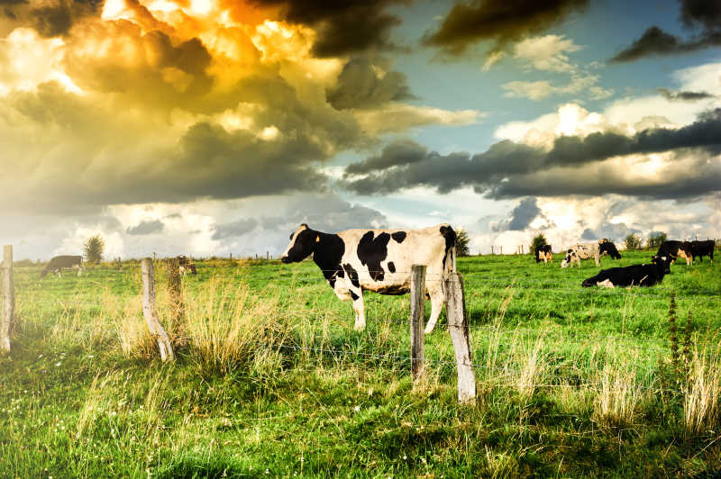 日落时分草地上的一群牛
