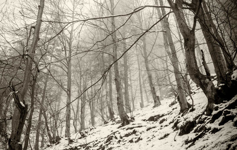 迷雾森林冬天景色