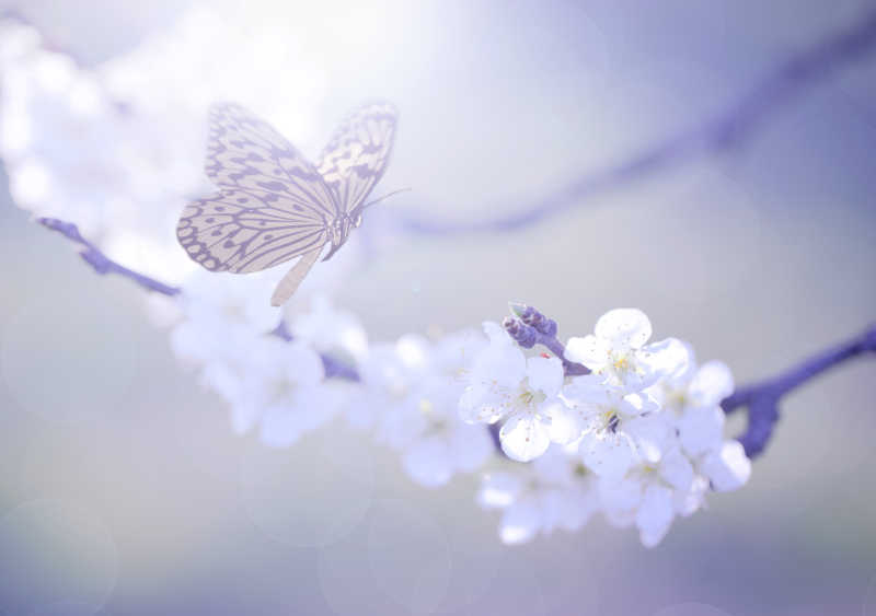 白色花朵和蝴蝶