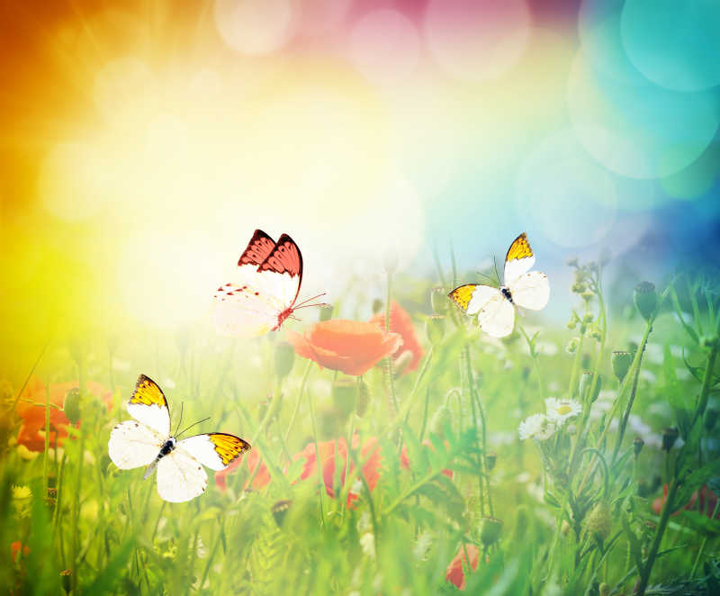 夏天的草地和蝴蝶特写