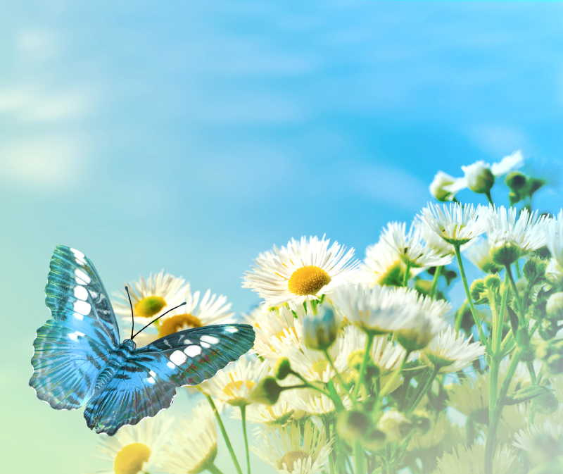 飞舞在花丛中的蓝色蝴蝶