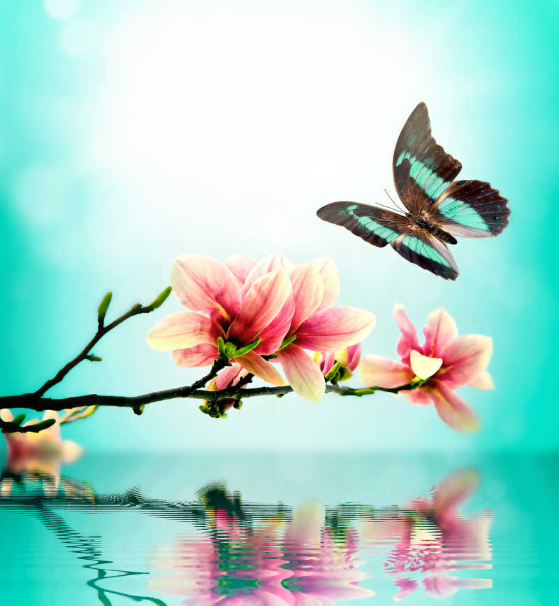 飞舞在木兰花周围的蝴蝶