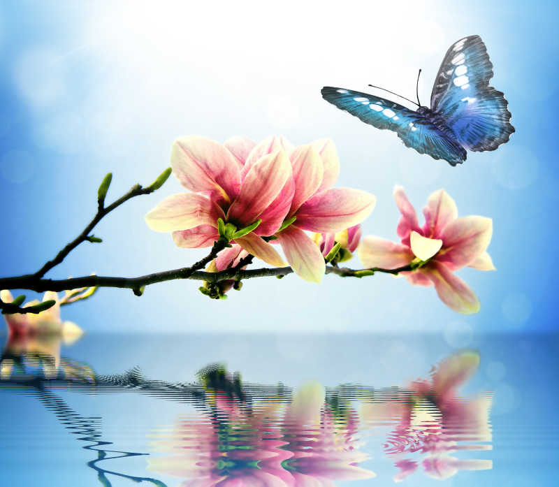 美丽的蝴蝶和木兰倒影在水中