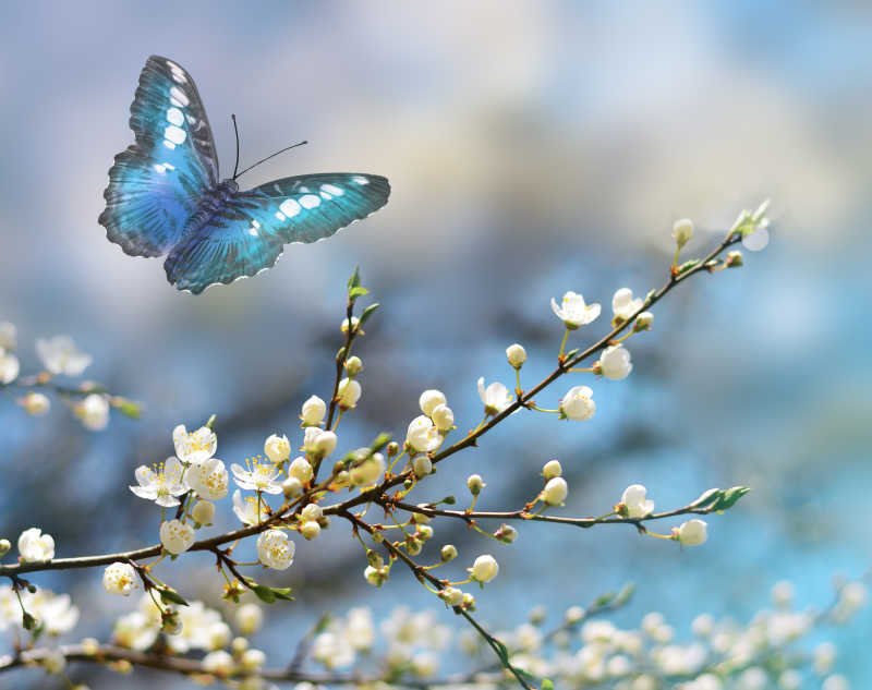 春天蝴蝶飞舞在盛开的果树中