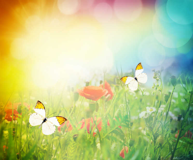 美丽的蝴蝶和草甸风景