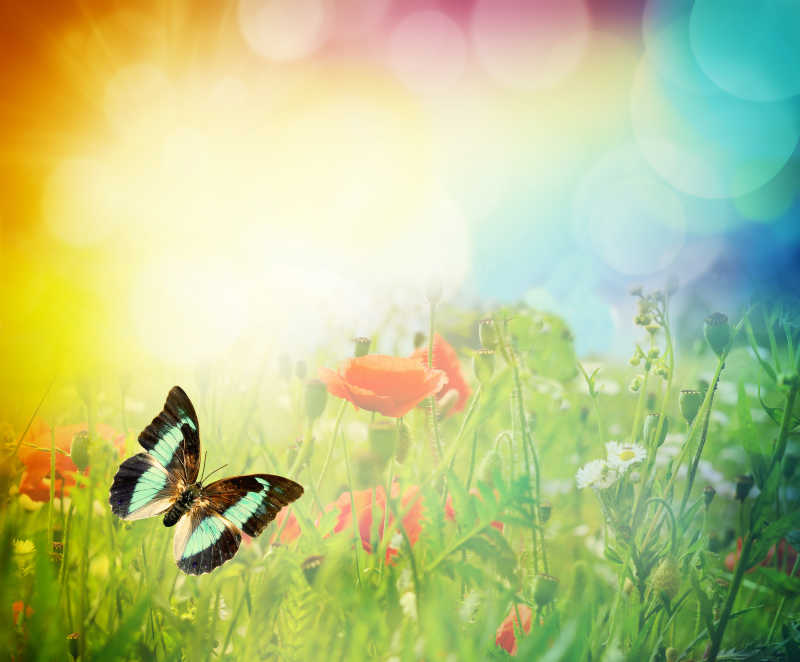 夏日草地上飞舞的蝴蝶