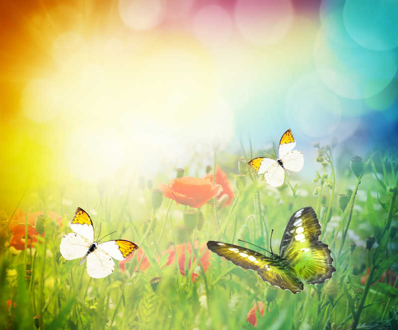 美丽的蝴蝶飞舞在草甸中