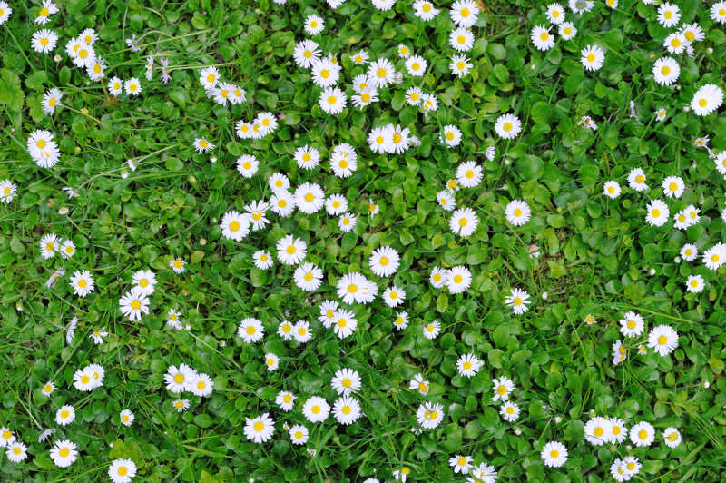 草坪上的白色小花