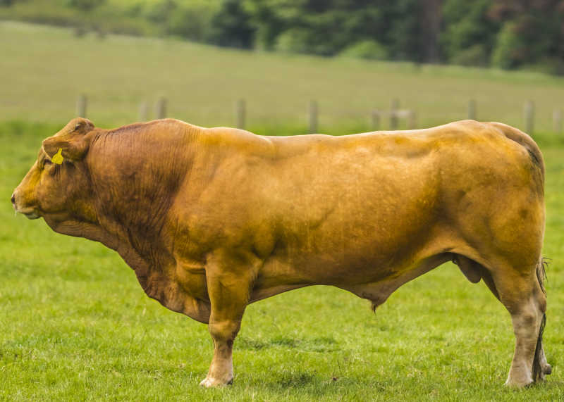 草场上一头棕黄色的牛