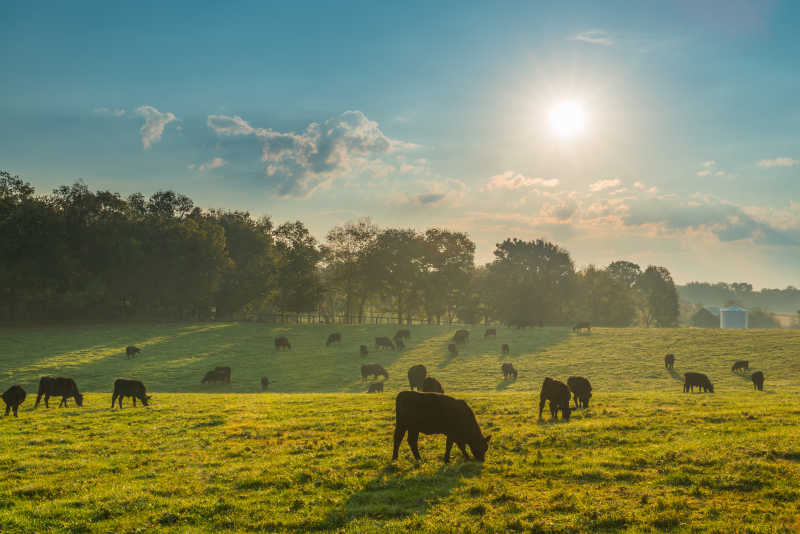 阳光下草场上的牛群