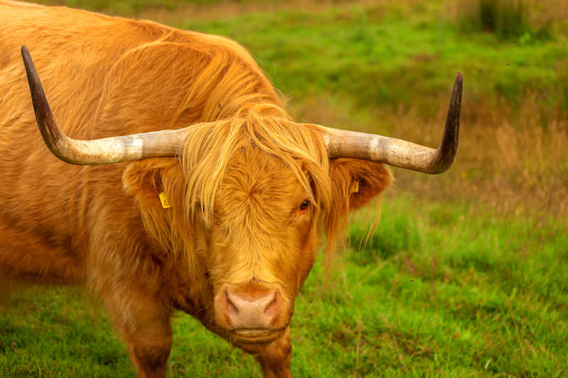 棕色的长角牛