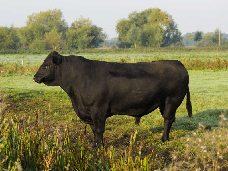 草坪上一头纯黑色的牛