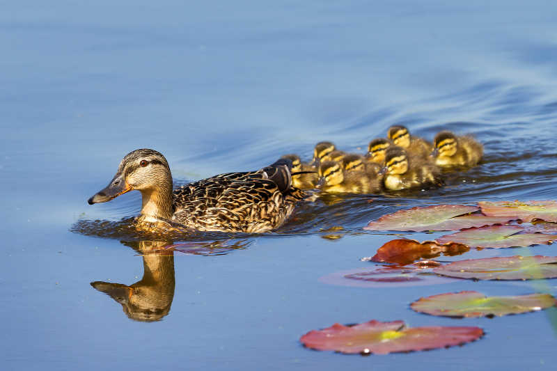 在水中游泳的鸭妈妈和小鸭群