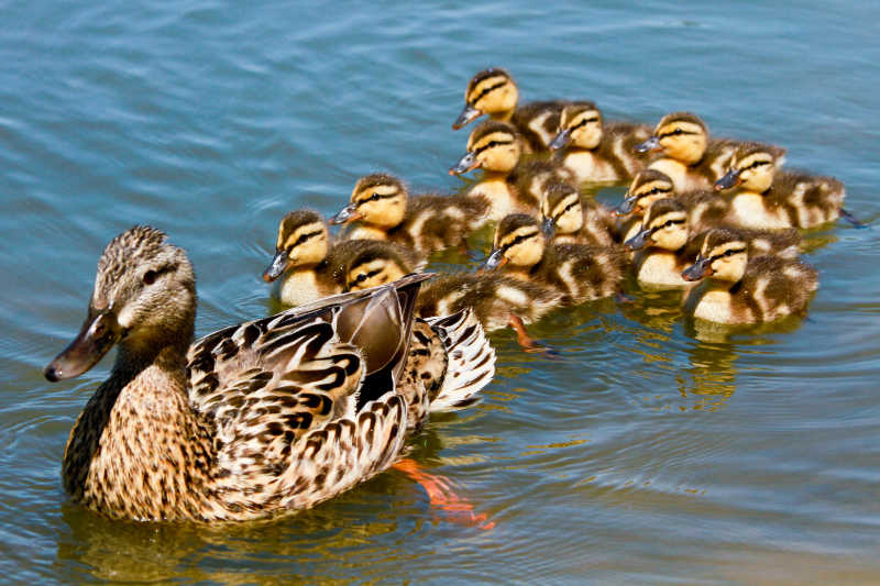 野鸭妈妈领着一群小野鸭在水中