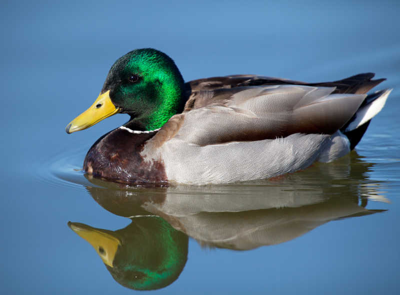 水上的绿头鸭