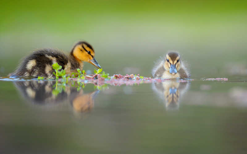 两只可爱的小鸭子在水中
