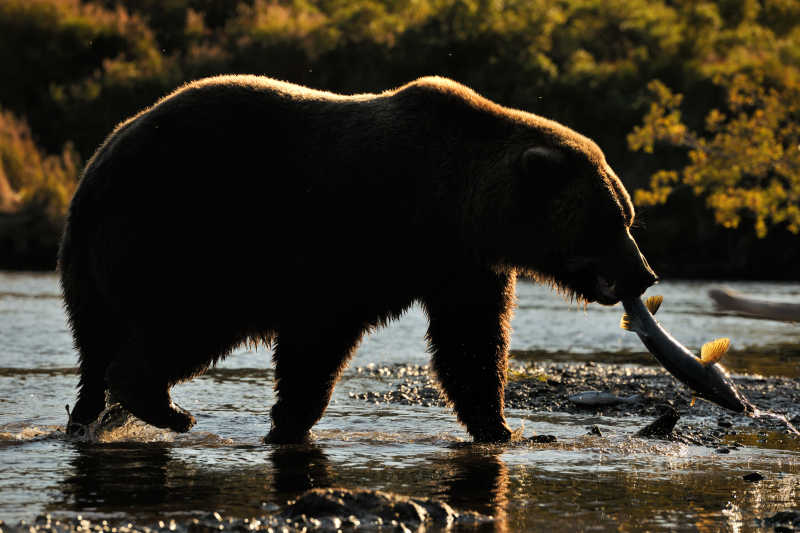 灰熊在河里捕鱼