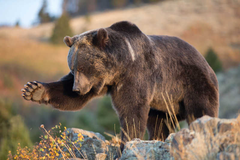 北美洲棕熊在户外狩猎
