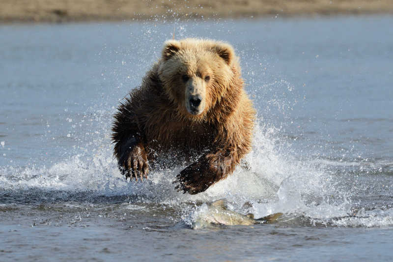灰熊在河里跳跃捕鱼