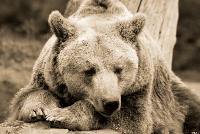 树林里趴在木头上的灰熊