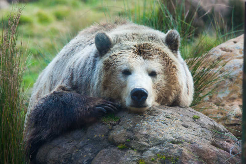 趴在石头上休息的灰熊正面
