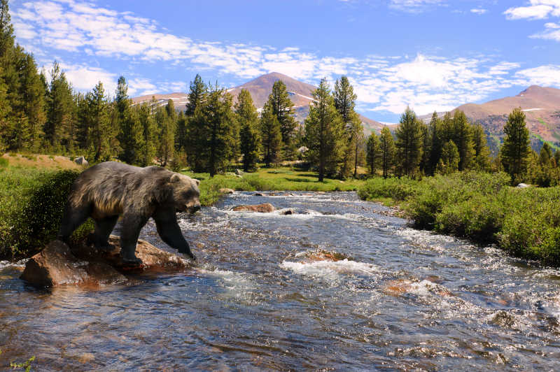 山林河水中行走的灰熊