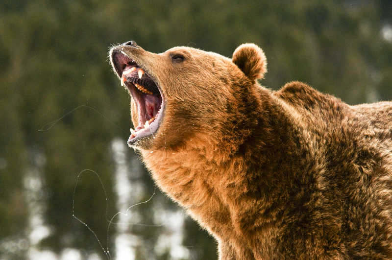 灰熊愤怒吼叫