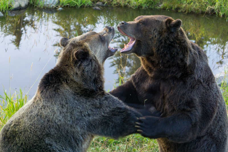 湖边两只灰熊在打架