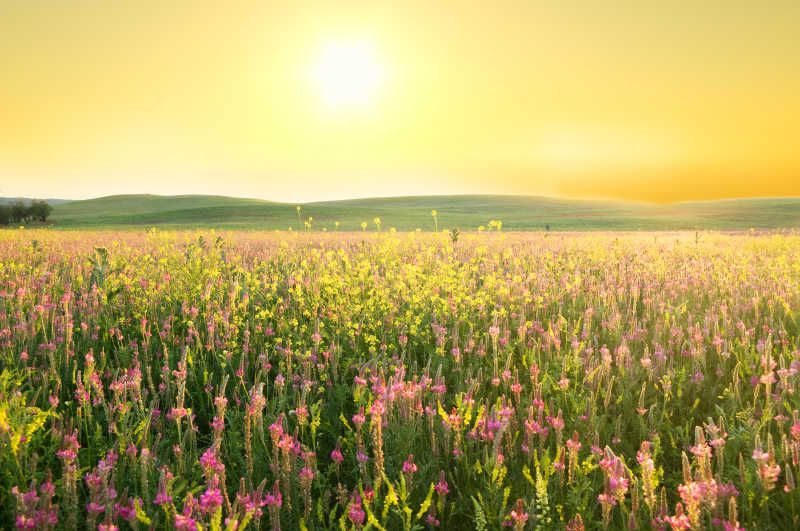 太阳当空的紫花春天牧场