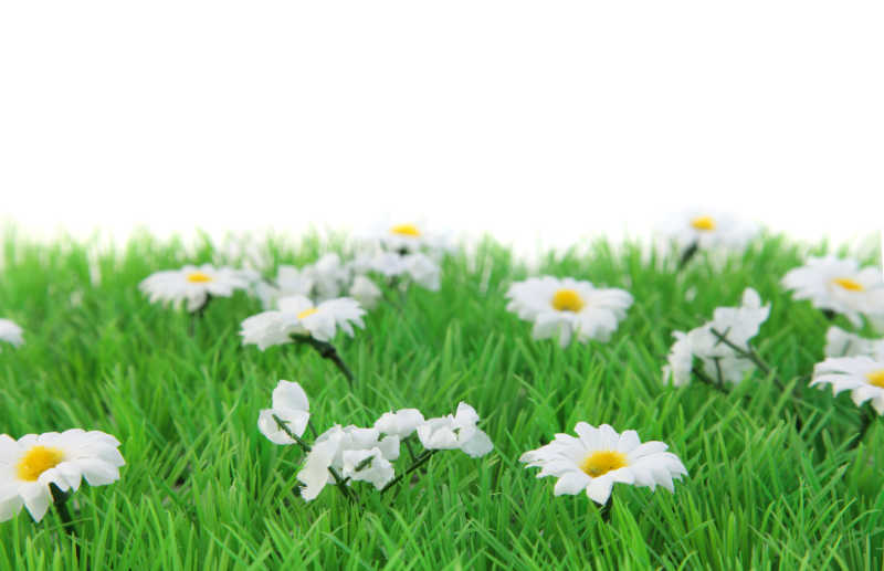 草地上的白花