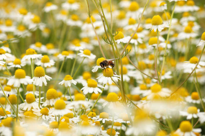 甘菊花草甸上的蜜蜂