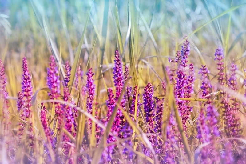紫花草甸花素材
