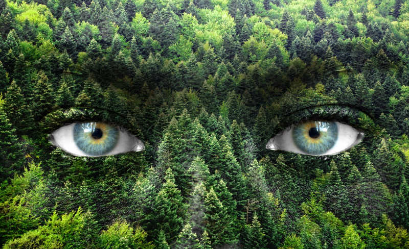绿色森林与人眼