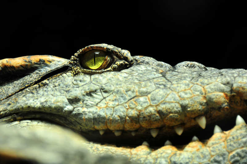 暹罗鳄鱼的眼睛和大嘴巴